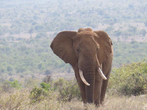 Kenya fly in safari holiday
