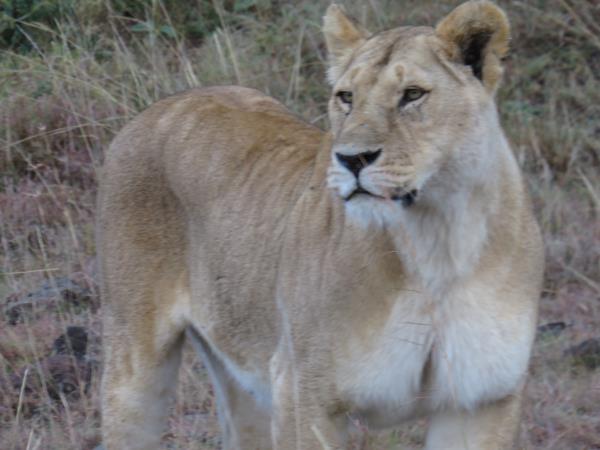 Kenya fly in safari holiday
