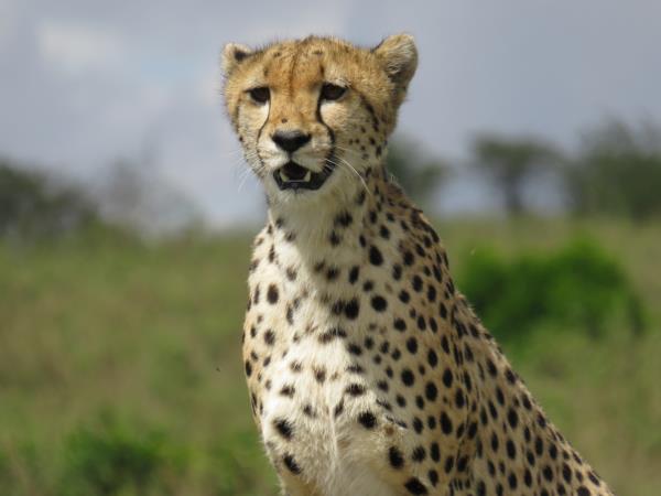 Kenya fly in safari holiday
