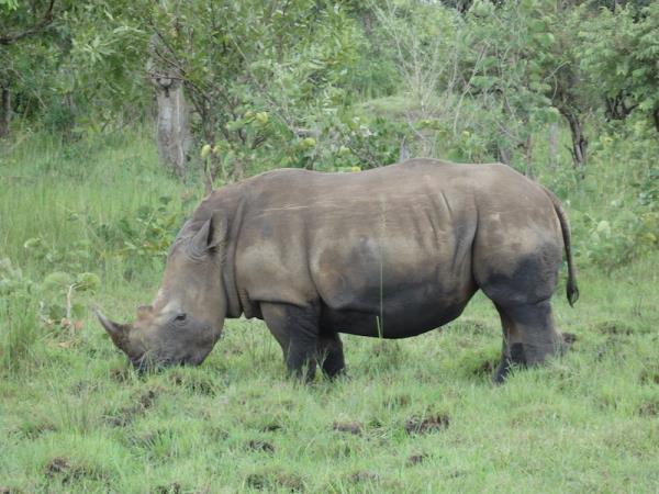 Uganda wildlife and nature holiday