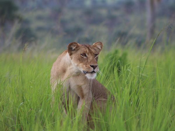 Uganda wildlife and nature holiday