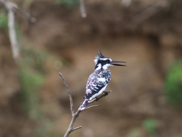 Uganda bird watching holiday with primate trek