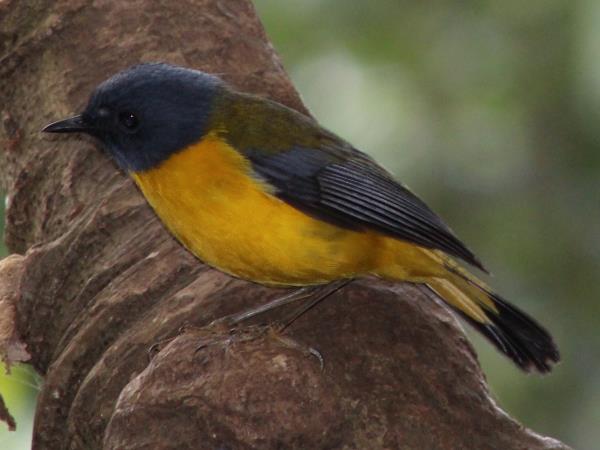 Uganda bird watching holiday with primate trek