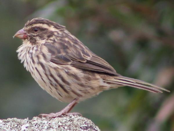 Uganda bird watching holiday with primate trek