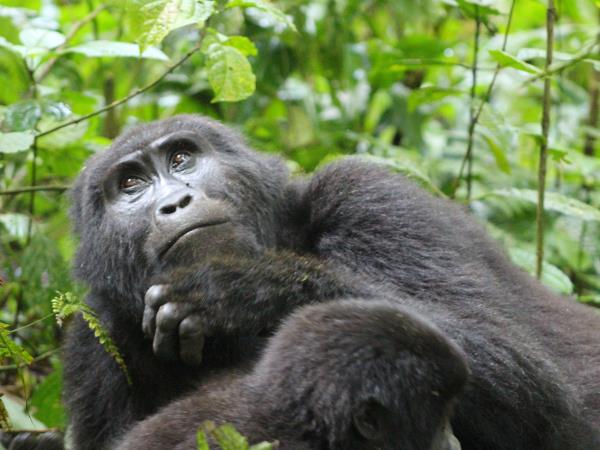 Uganda bird watching holiday with primate trek