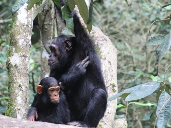 Gorilla and chimp trekking holiday in Uganda