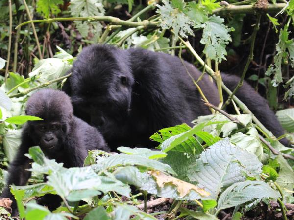 Gorilla and chimp trekking holiday in Uganda