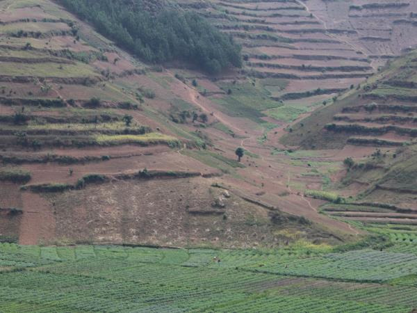 Gorilla and chimp trekking holiday in Uganda