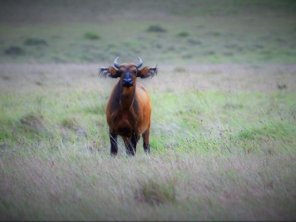 Cameroon small group safari holiday