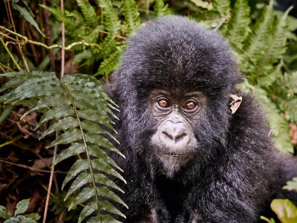 Cameroon small group safari holiday