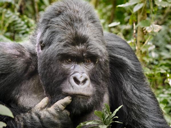 Cameroon small group safari holiday