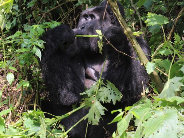 8 day wildlife tour of Uganda