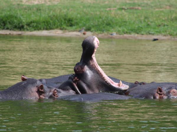 8 day wildlife tour of Uganda
