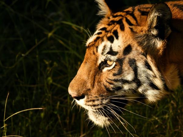 India tiger safari holiday, Satpura & Pench