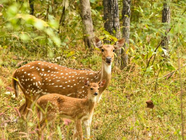 India tiger safari holiday, Satpura & Pench