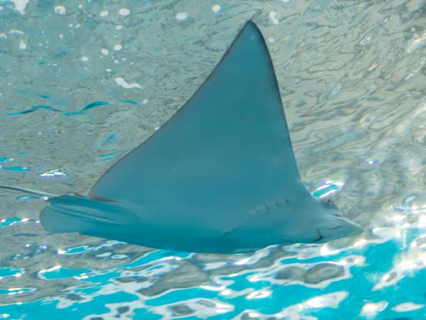 Tahiti, Society & Tuamotu Islands cruise