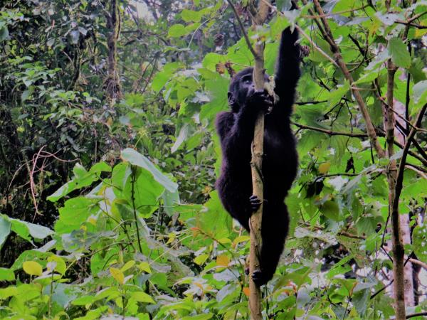 Uganda luxury safari and gorilla trek