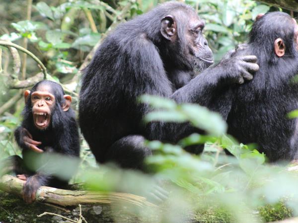 Rwanda bird watching holiday and gorilla trek