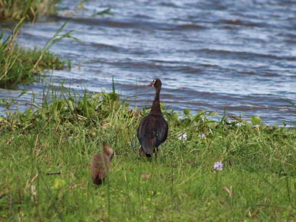 Rwanda bird watching holiday and gorilla trek