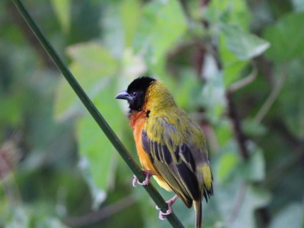 Rwanda bird watching holiday and gorilla trek
