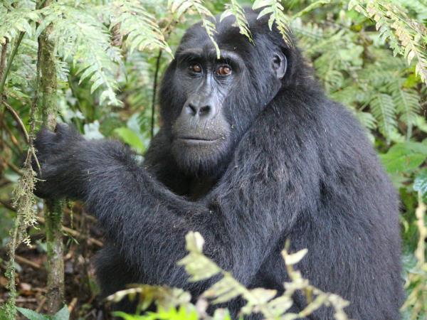 Best of Rwanda safari, 12 days