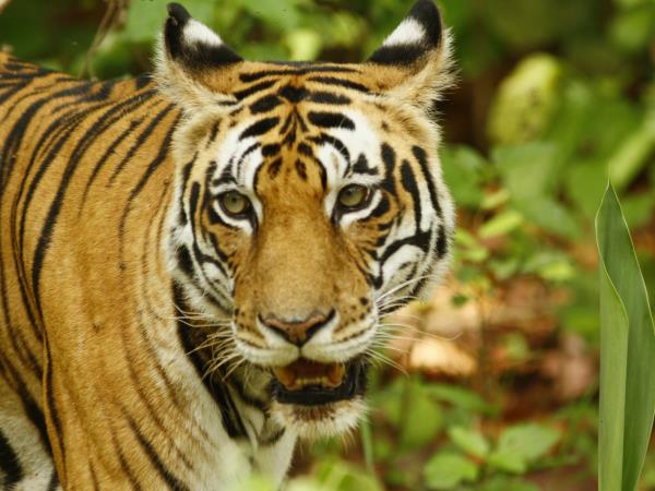 North India tiger and cultural tours