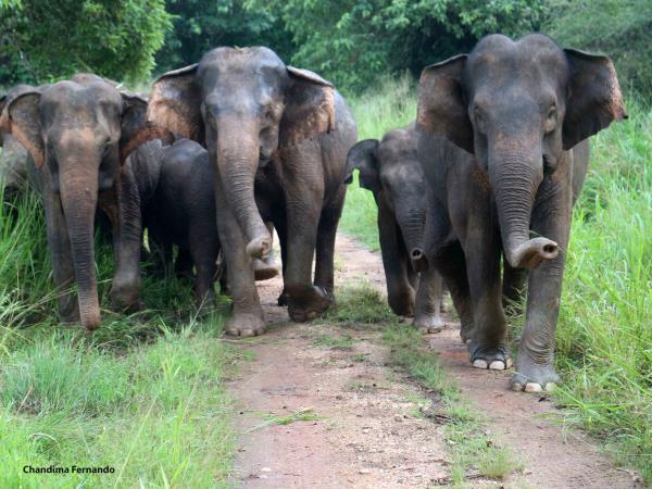 Sri Lanka elephant conservation holiday