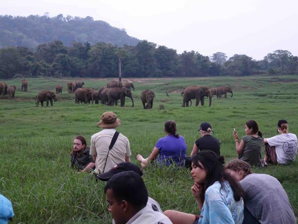 Sri Lanka elephant conservation holiday