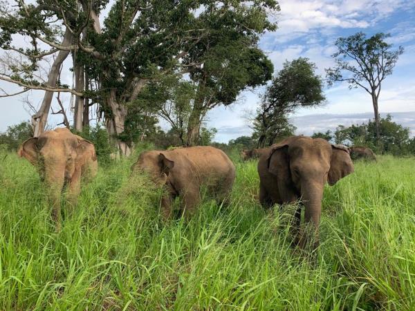 Sri Lanka elephant conservation holiday