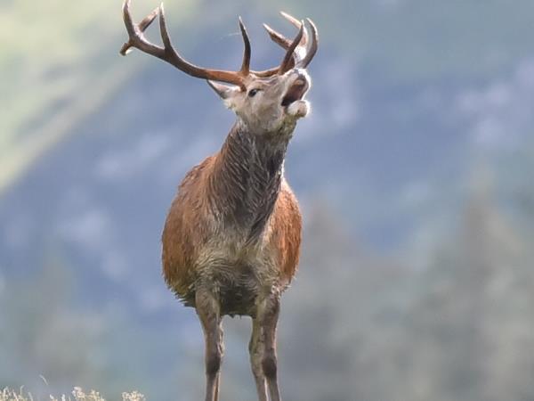 Inner Hebrides wildlife cruise