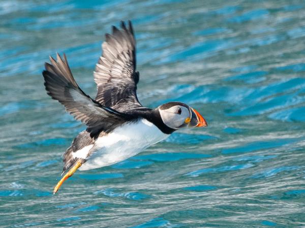 Scotland private charter sailing holidays