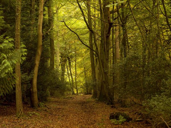 Black Mountains and Wye Valley walking holiday