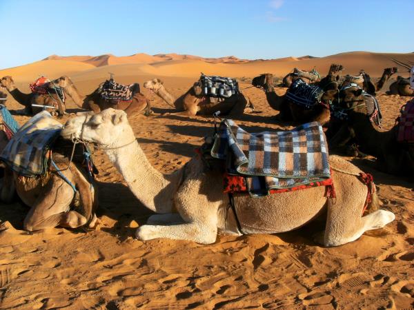 Morocco family holiday, camels & kasbahs