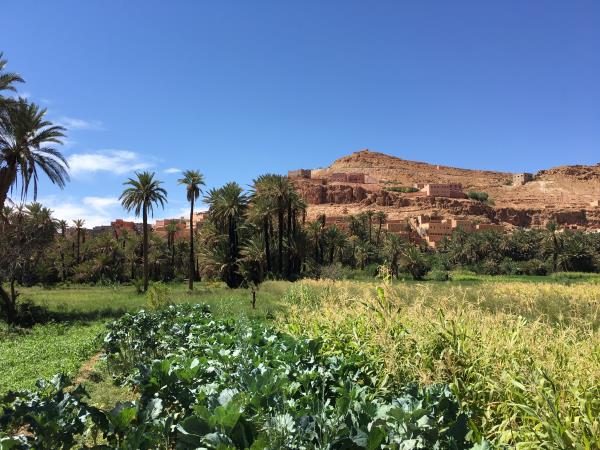 Morocco family holiday, camels & kasbahs