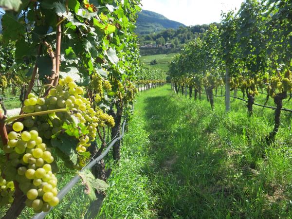 Dolomites to Verona cycling holiday in Italy