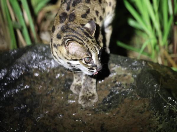 Borneo rare mammals wildlife tour
