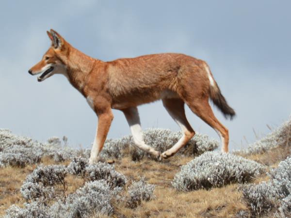 Ethiopia small group wildlife tour