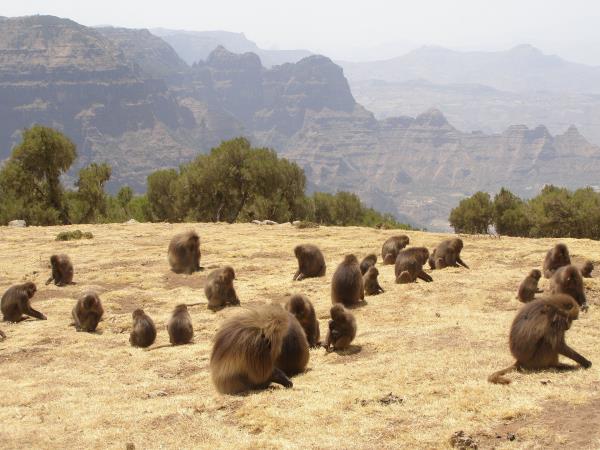 Ethiopia small group wildlife tour