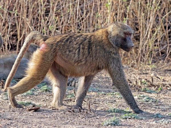 Ethiopia small group wildlife tour