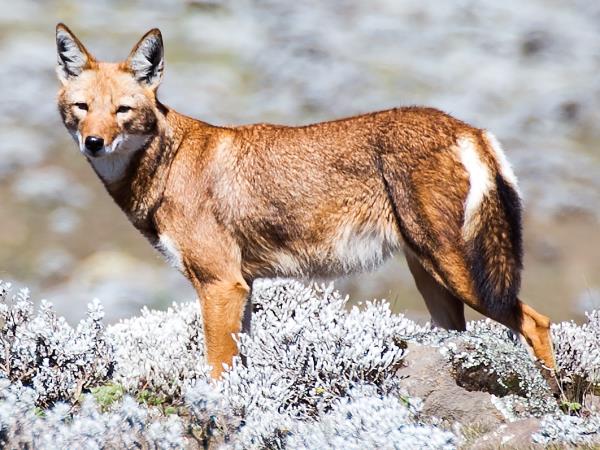 Ethiopia small group wildlife tour