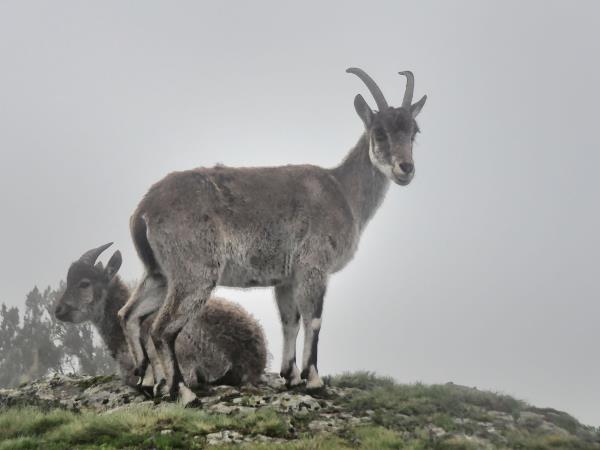 Ethiopia small group wildlife tour