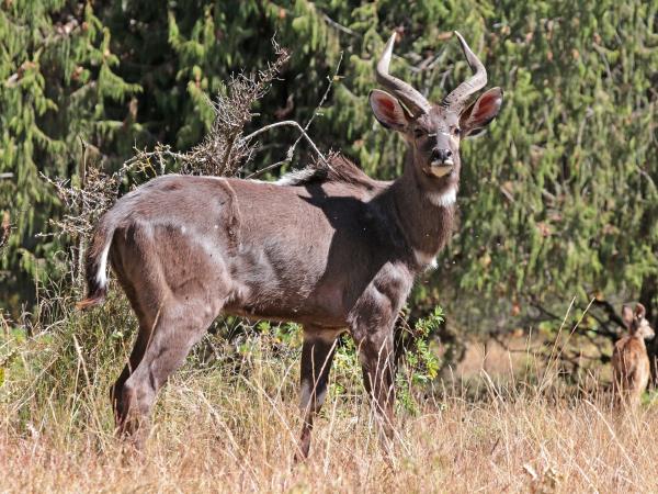 Ethiopia small group wildlife tour