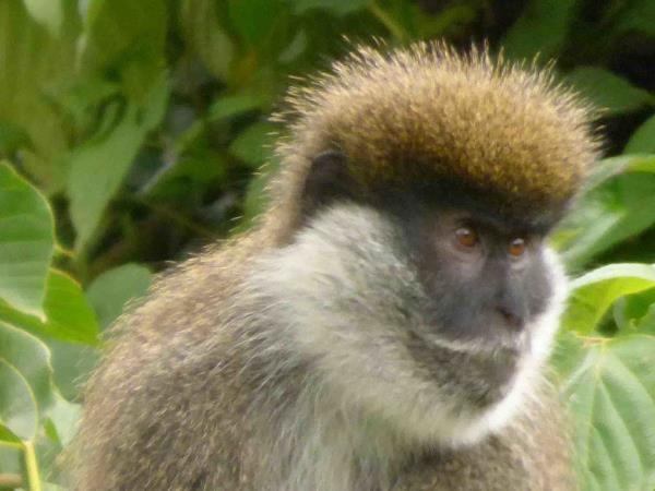 Ethiopia small group wildlife tour