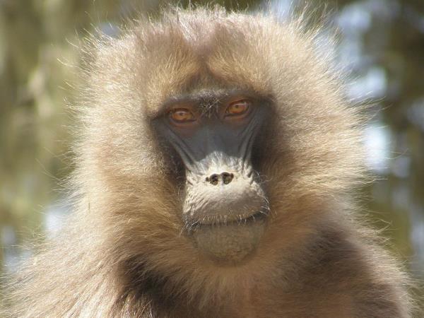 Ethiopia small group wildlife tour