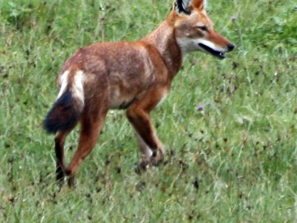 Ethiopia small group wildlife tour
