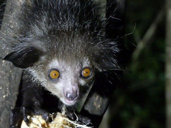Madagascar 2 week wildlife tour