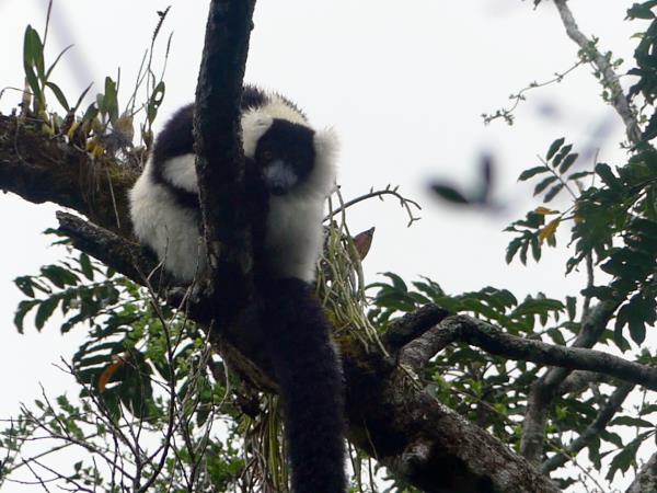 Madagascar 2 week wildlife tour