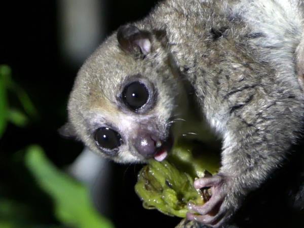 Madagascar 2 week wildlife tour