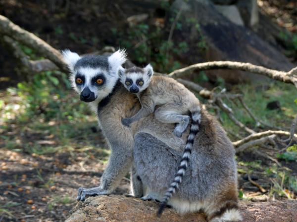 Madagascar 2 week wildlife tour