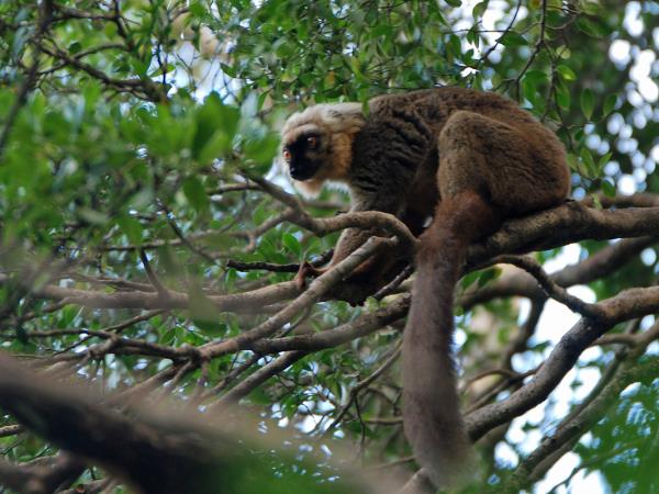 Madagascar 2 week wildlife tour